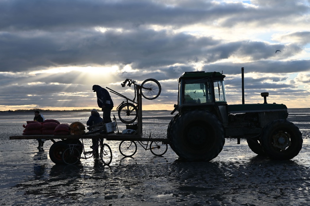 Pêche à pied en Baie de Somme, ramassage des coques en Baie de Somme